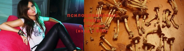 прущие грибы Ростов