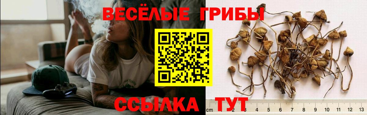 Галлюциногенные грибы MAGIC MUSHROOMS  Вход с VPN  Чернушка 